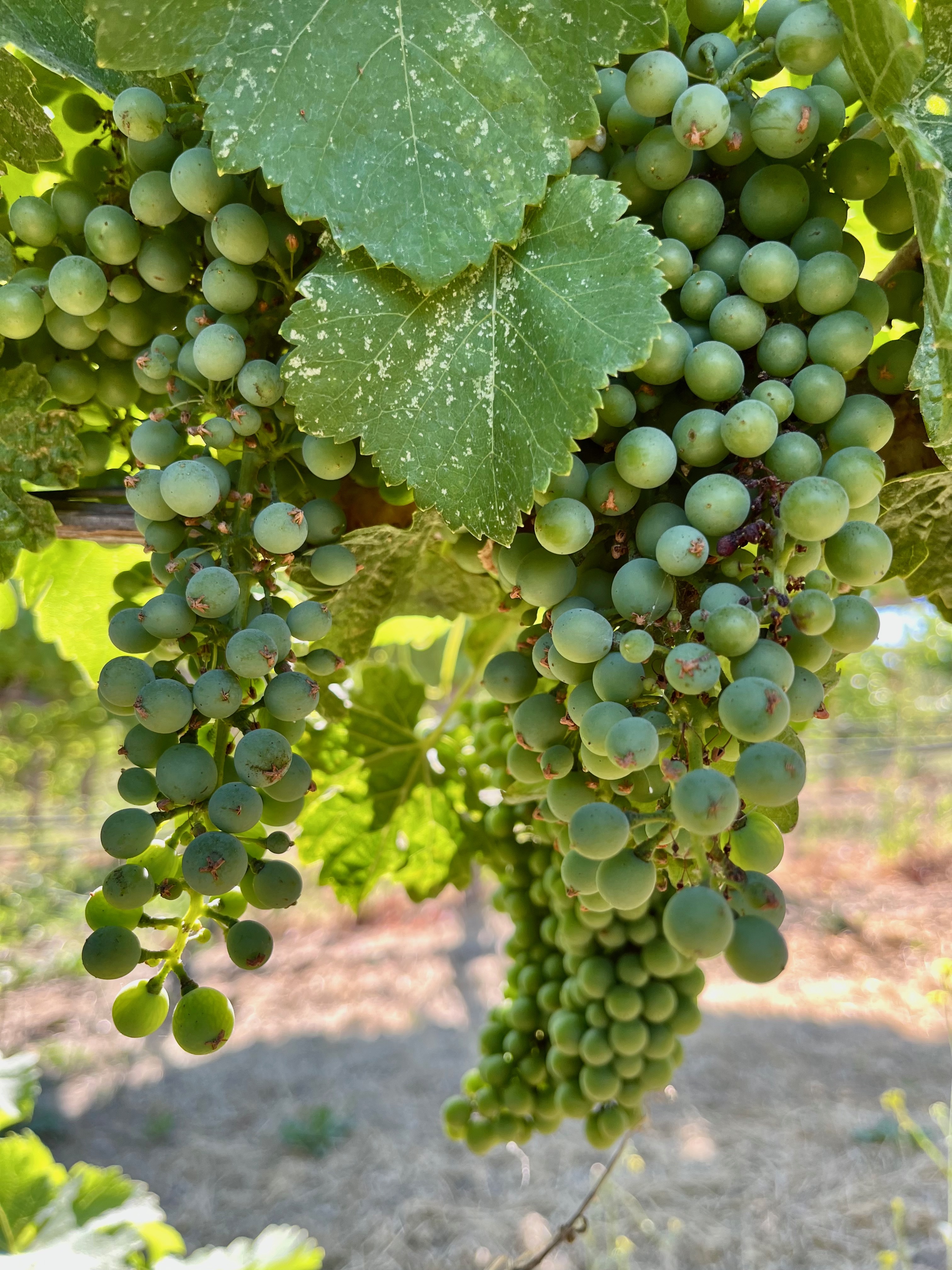 Syrah late July 2023 Syrah late July 2023