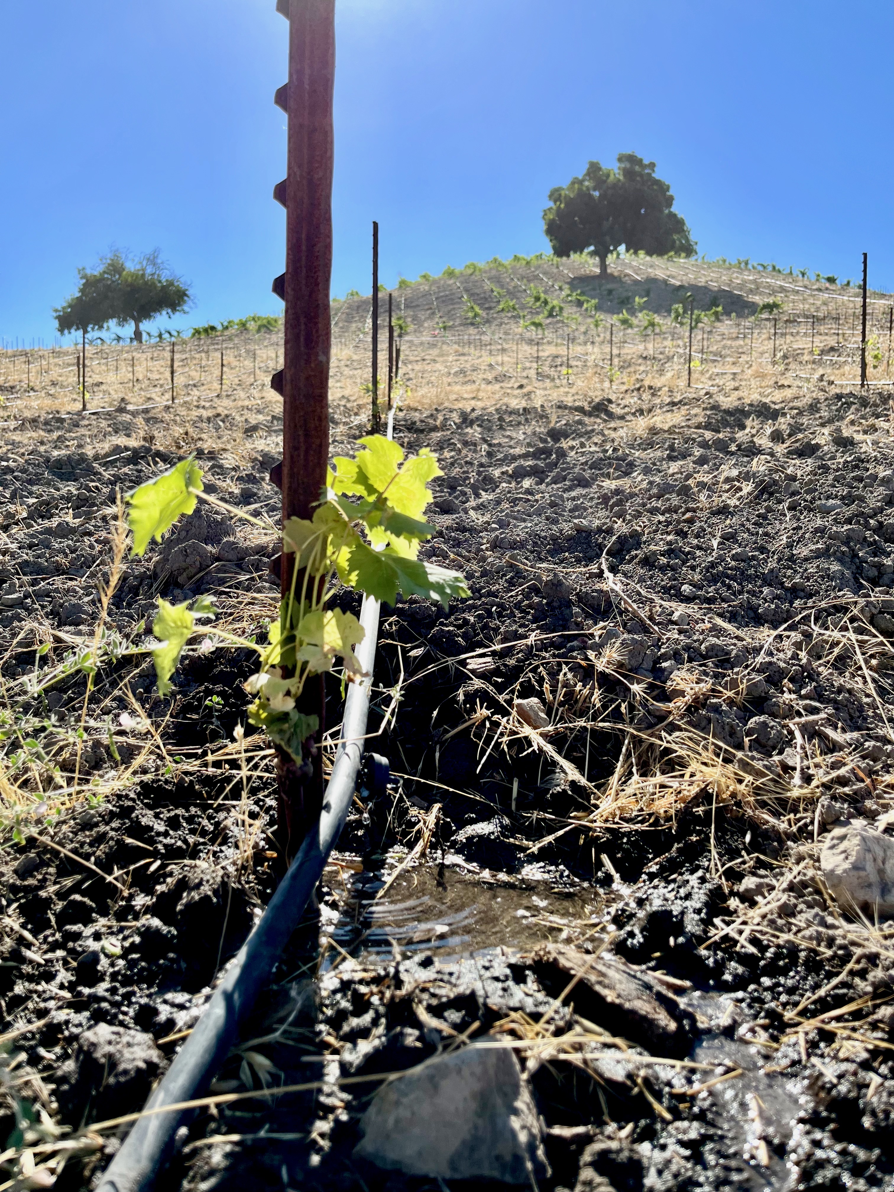 Planting Picpoul on Jewel Ridge late July 2023 Planting Picpoul on Jewel Ridge late July 2023