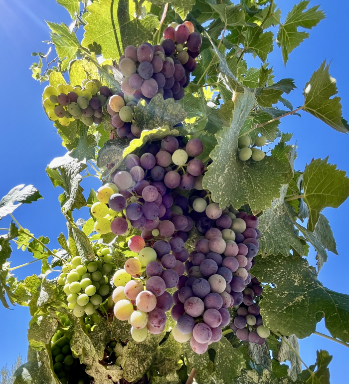Veraison 2025: Slow and Steady Wins the Race