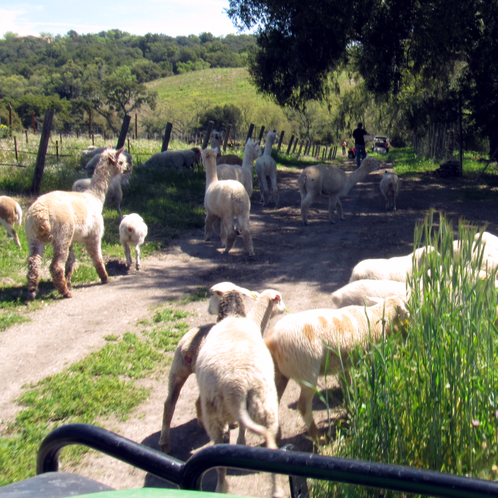 Escaped Herd Escaped Herd