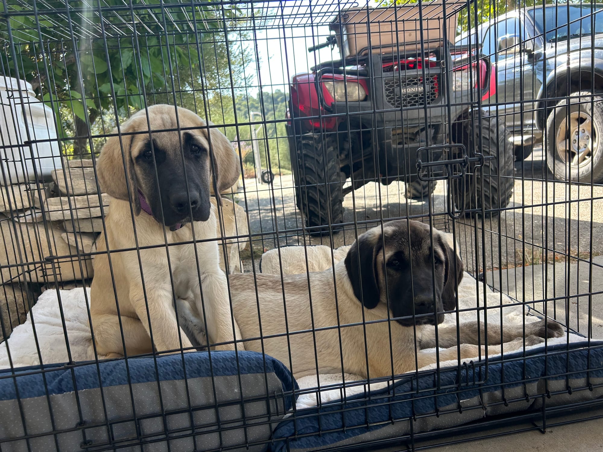 Harvest 2025 Puppies