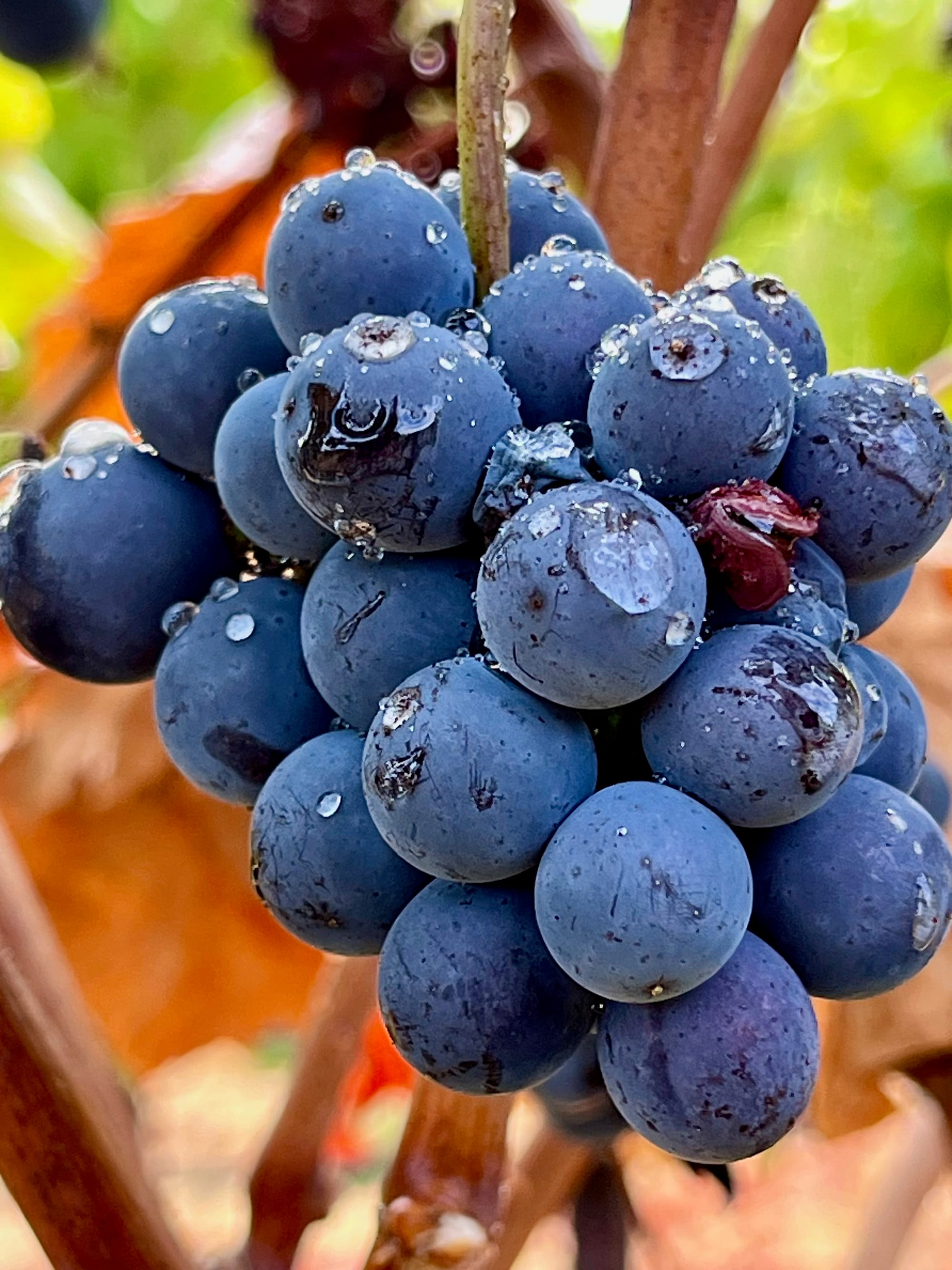 Pinot Second Crop with Water