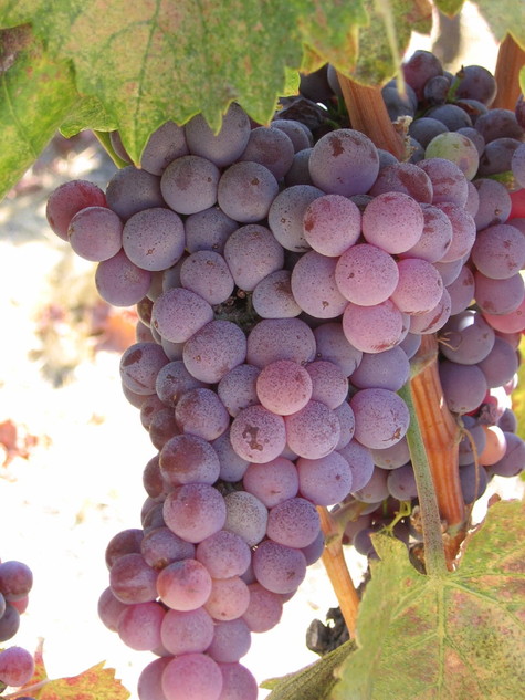 Almost_ripe_grenache Almost_ripe_grenache