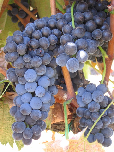 Almost_ripe_syrah Almost_ripe_syrah