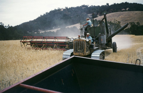 Barleyharvestlate50sa Barleyharvestlate50sa