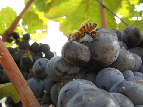 Bee_on_mourvedre Bee_on_mourvedre