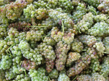 Bergeron (Roussanne) grapes in a picking bin ready for pressing Bergeron (Roussanne) grapes in a picking bin ready for pressing
