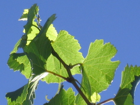 Blue_sky_roussanne Blue_sky_roussanne