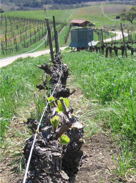 Budbreak_down_row Budbreak_down_row