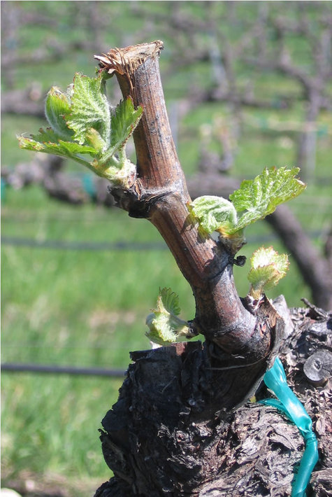 Budbreak_grenache Budbreak_grenache