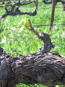 Budbreak_grenache_2 Budbreak_grenache_2