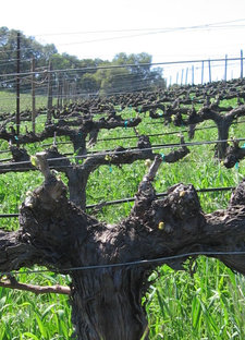 Budbreak_old_grenache Budbreak_old_grenache