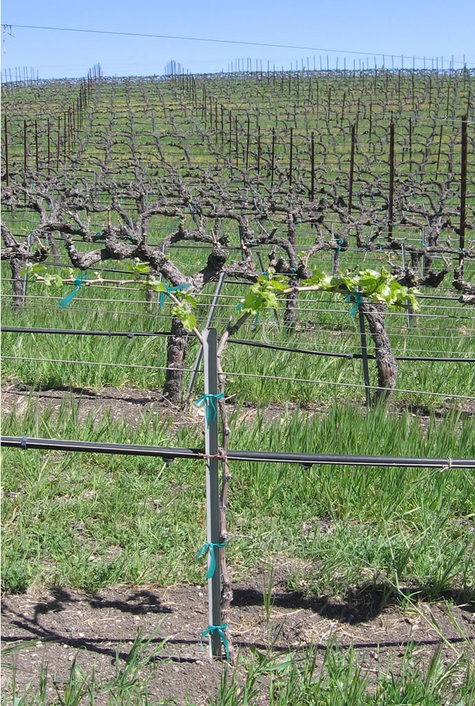 Budbreak_young_vine Budbreak_young_vine