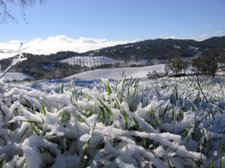 Cold_snow_vineyard