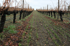 Cover_crop_in_grenache Cover_crop_in_grenache