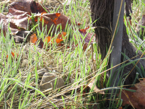 Cover_crop_sprouting Cover_crop_sprouting
