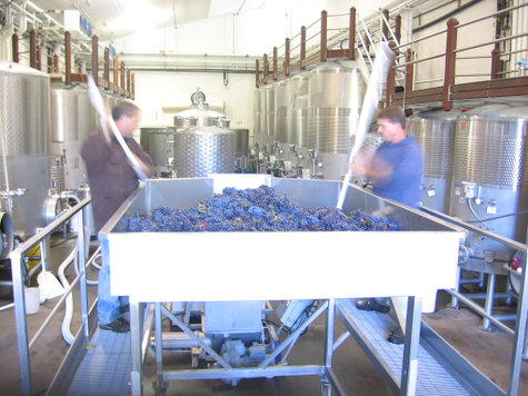 Destemming_grenache Destemming_grenache