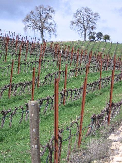 Dormant_vineyard_pruned_small_1 Dormant_vineyard_pruned_small_1