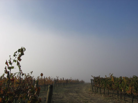 East_between_vermentino_grenache_bl East_between_vermentino_grenache_bl