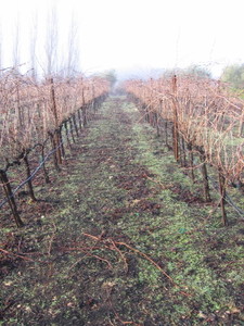 Foggy_morning_5 Foggy_morning_5