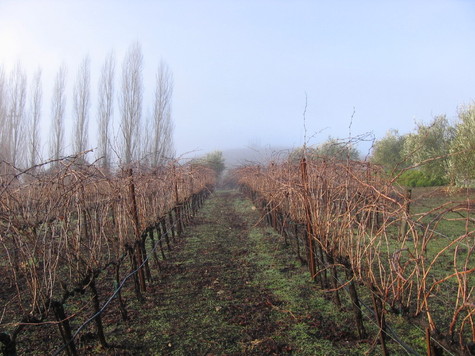 Foggy_morning_6 Foggy_morning_6
