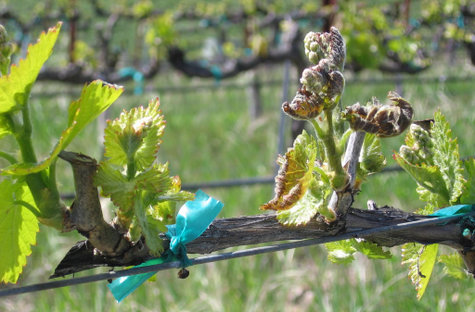 Frost_damage Frost_damage