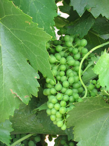 Fruit_set_grenache Fruit_set_grenache
