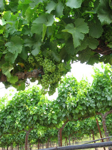 Fruit_set_grenache_blanc Fruit_set_grenache_blanc