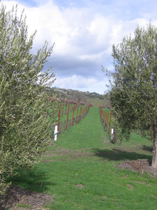 Green_vineyard_2 Green_vineyard_2