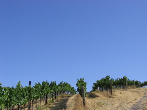 Grenache_and_sky Grenache_and_sky