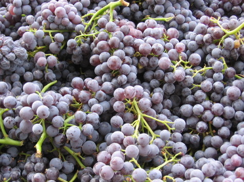 Grenache_harvest_2008_0001 Grenache_harvest_2008_0001