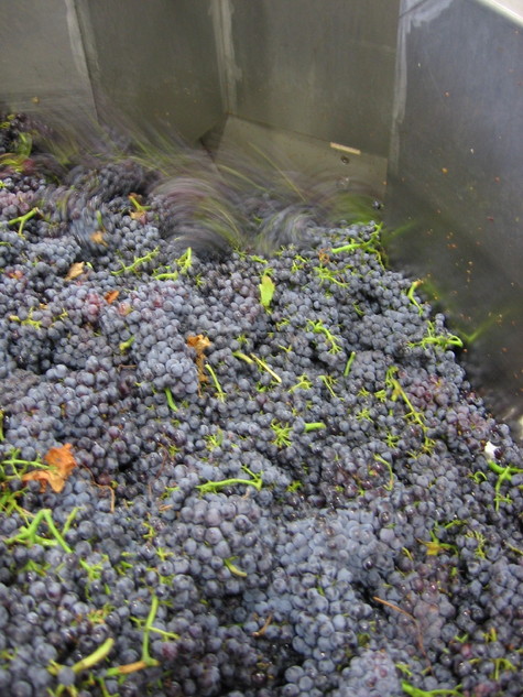 Grenache_harvest_2008_0002 Grenache_harvest_2008_0002