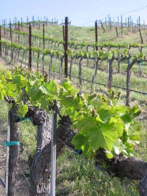 Grenache_hillside Grenache_hillside