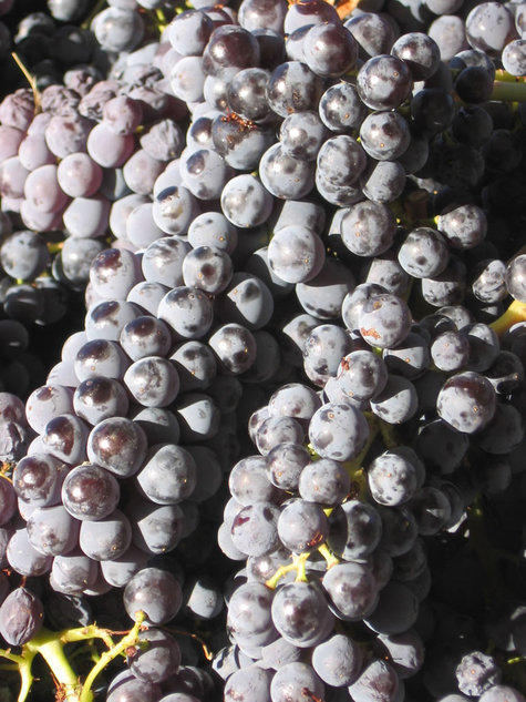 Grenache_in_bin Grenache_in_bin