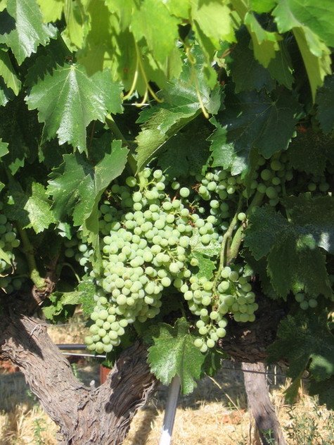 Grenache_noir_cluster Grenache_noir_cluster