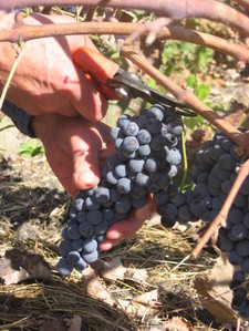 Handharvest Handharvest