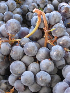 Harvest_08_oct_0001 Harvest_08_oct_0001