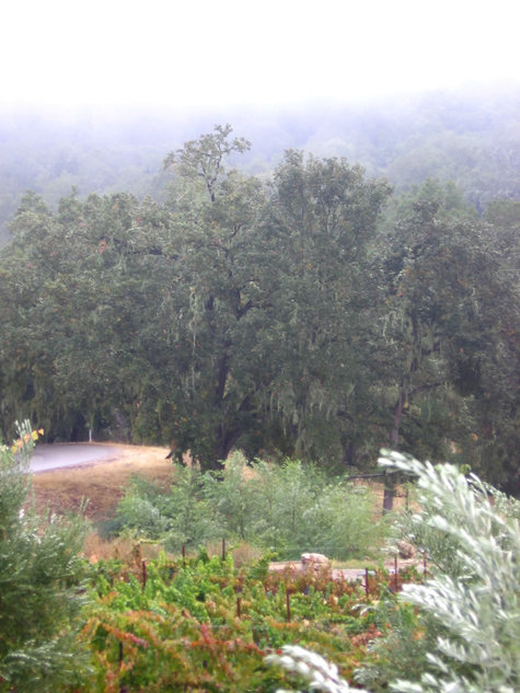 Harvest_rain Harvest_rain
