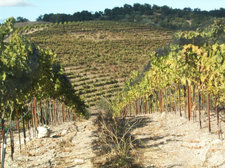 Hot_dry_vineyard Hot_dry_vineyard