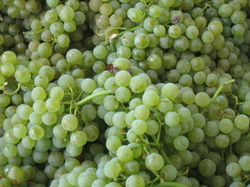 Chardonnay grapes sit in a picking bin awaiting pressing Chardonnay grapes sit in a picking bin awaiting pressing