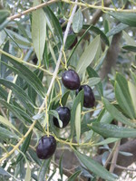 Img_0211 Img_0211
