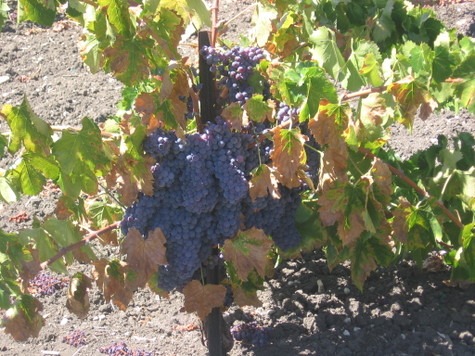 Img_5340 Img_5340