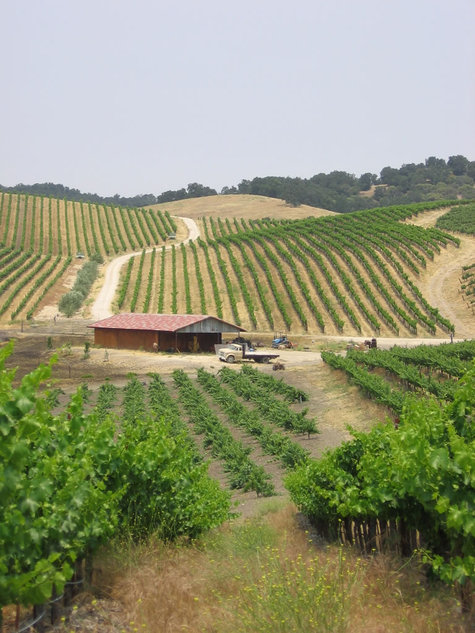 June_vineyard_view June_vineyard_view