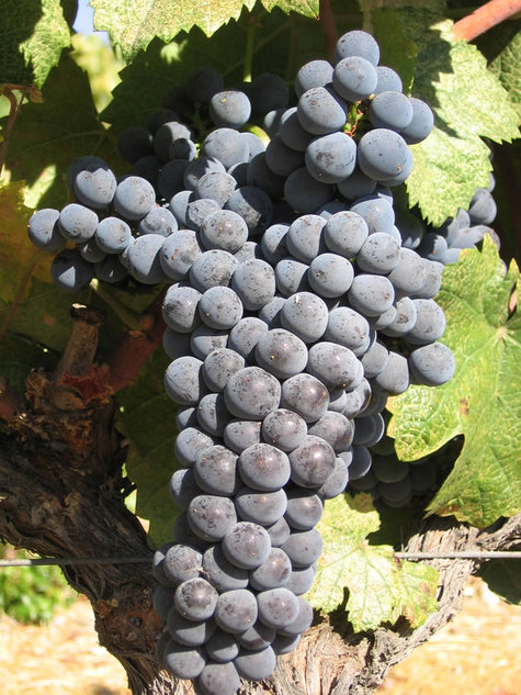 Mourvedre_cluster Mourvedre_cluster
