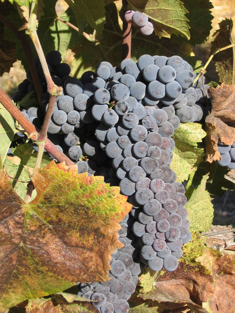 Mourvedre_cluster_2 Mourvedre_cluster_2