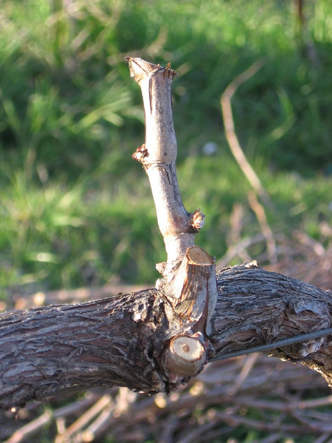 Mourvedre_spur Mourvedre_spur