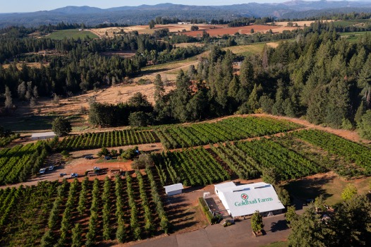 Introducing the Fenaughty Vineyard, the newest addition to our Lignée de Tablas series... and the Mansfield family responsible for its greatness
