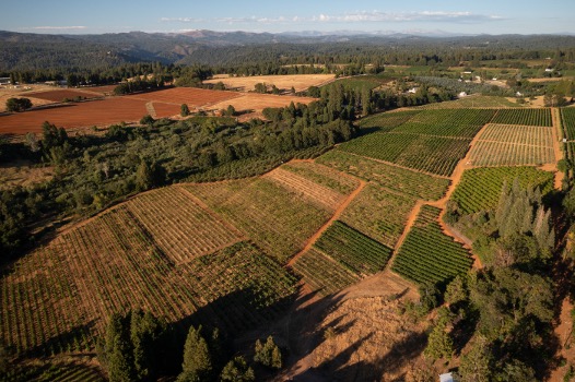 Introducing the Fenaughty Vineyard, the newest addition to our Lignée de Tablas series... and the Mansfield family responsible for its greatness