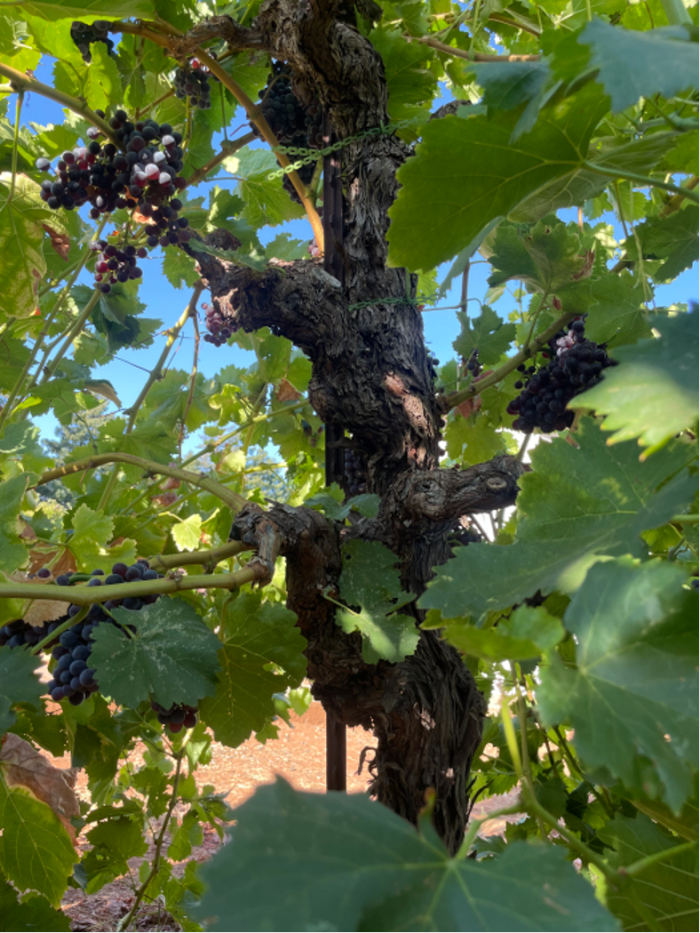 Introducing the Fenaughty Vineyard, the newest addition to our Lignée de Tablas series... and the Mansfield family responsible for its greatness