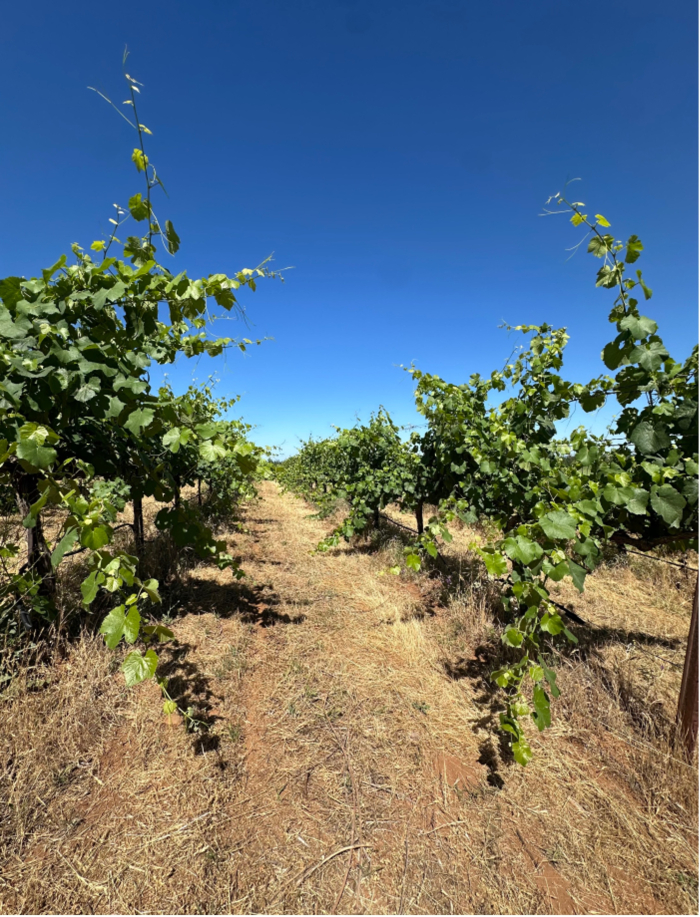 Introducing the Fenaughty Vineyard, the newest addition to our Lignée de Tablas series... and the Mansfield family responsible for its greatness
